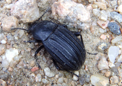 Eleodes tricostatus; Darkling Beetle species