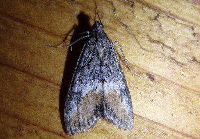 4910 - Evergestis subterminalis; Crambid Snout Moth species.