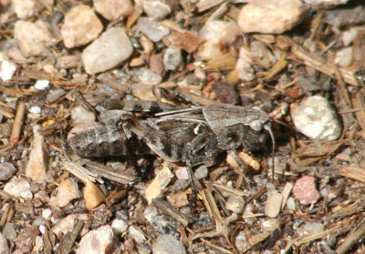 Camnula pellucida; Clear-winged Grasshopper; female nymph