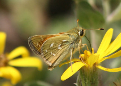 Hesperia colorado; Western Branded Skipper; male