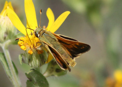 Hesperia colorado; Western Branded Skipper; male