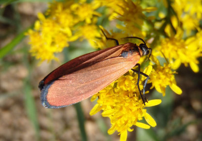 8083 - Lycomorpha grotei; Lichen Moth species