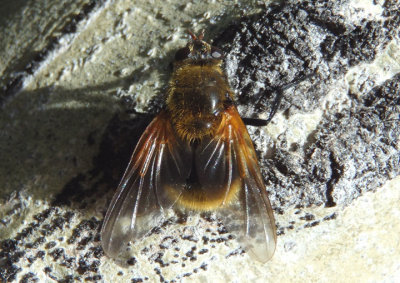 Mesembrina decipiens; Fly species