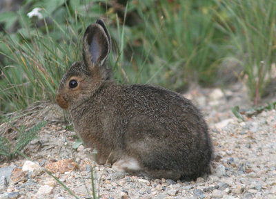 Mountain Cottontail