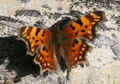 Polygonia faunus; Green Comma