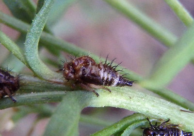 Publilia modesta; Modest Treehopper nymph