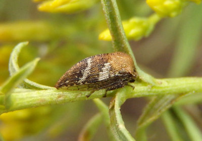 Publilia modesta; Modest Treehopper