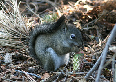 Fremont's Squirrel