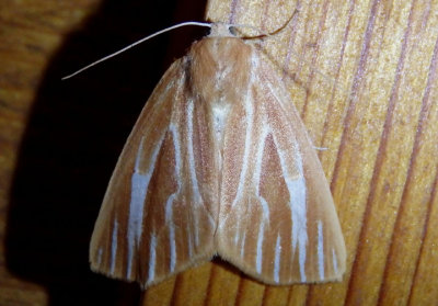 7000 - Sabulodes niveostriata; Geometrid Moth species