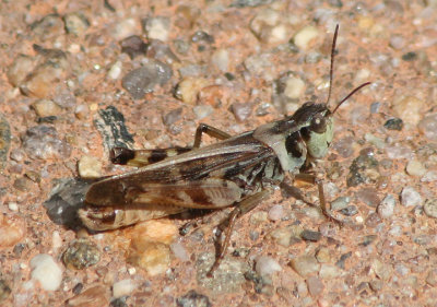 Camnula pellucida; Clear-winged Grasshopper; male