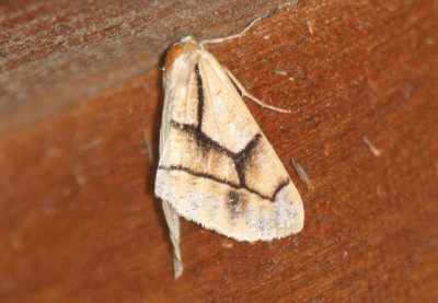 6875 - Snowia montanaria; Geometrid Moth species