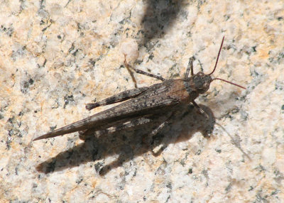 Trimerotropis verruculata; Crackling Forest Grasshopper; male