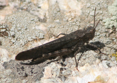 Trimerotropis verruculata; Crackling Forest Grasshopper; male