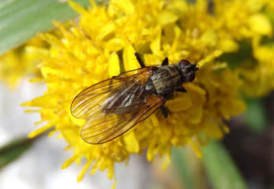 Anthomyiidae Root-Maggot Fly species