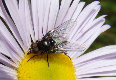 Muscoidea Fly species