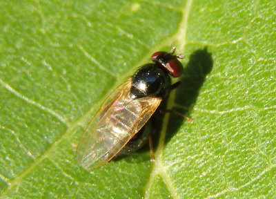 Lonchaeidae Lance Fly species