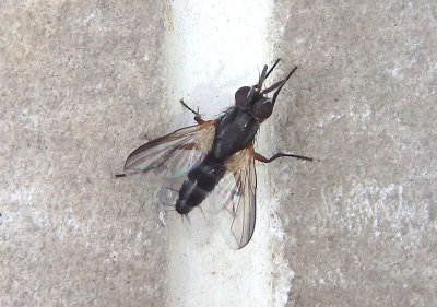 Paradidyma conica; Tachinid Fly species