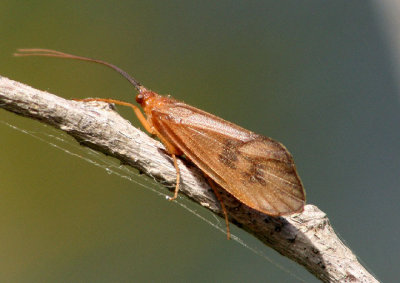 Pycnopsyche Caddisfly species