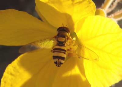 Allograpta obliqua/exotica complex; Syrphid Fly species