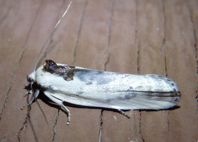 1011 - Antaeotricha schlaegeri; Schlaeger's Fruitworm Moth