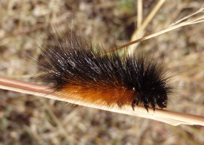 8128-8199 - Arctiini Tiger Moth species caterpillar