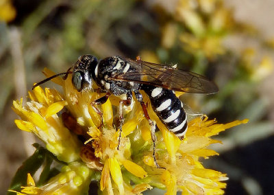 Clypeadon Apoid Wasp species