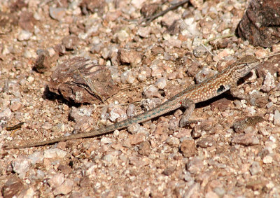Common Side-blotched Lizard; male