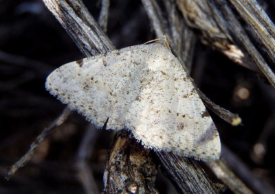 6383 - Digrammia pervolata; Geometrid Moth species