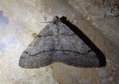 6364 - Digrammia setonana; Geometrid Moth species 