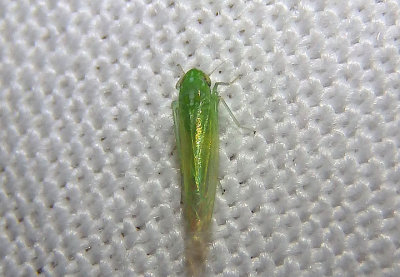 Empoasca elongella; Leafhopper species