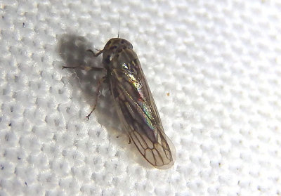 Exitianus exitiosus; Gray Lawn Leafhopper