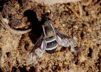 Hemipenthes lepidota; Bee Fly species