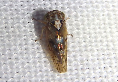 Idiocerus apache; Leafhopper species