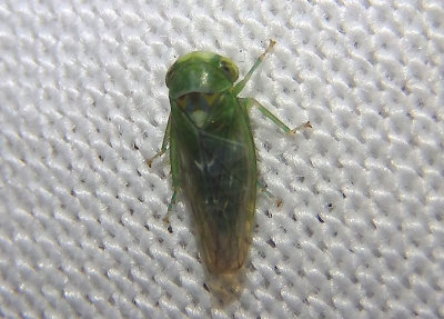 Idiocerus nervatus; Leafhopper species
