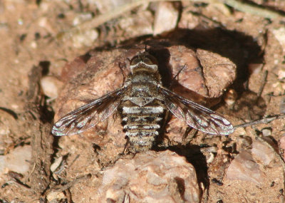 Lepidanthrax Bee Fly species