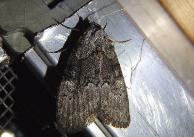 8987 - Meganola varia; Nolid Moth species