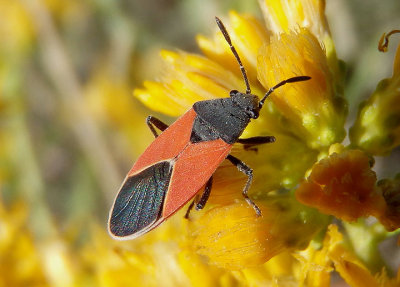 Melanopleurus belfragei; Seed Bug species