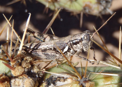 Melanoplus aridus; Arid Lands Spur-Throat Grasshopper; female