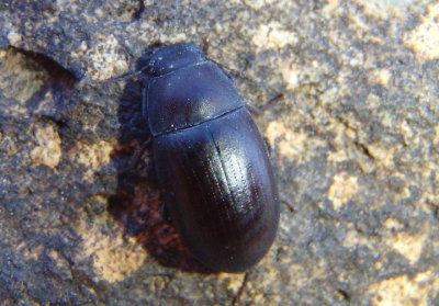 Metoponium Darkling Beetle species 
