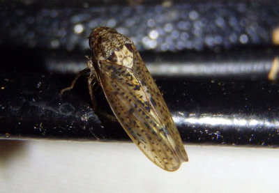 Ponana aquila; Leafhopper species