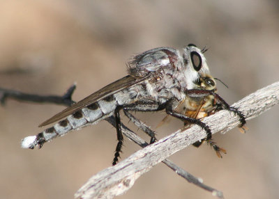Promachus nigrialbus; Giant Robber Fly species; male