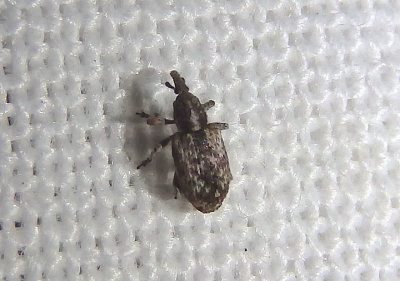 Smicronyx Weevil species