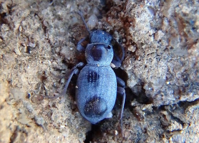 Triorophus Darkling Beetle species