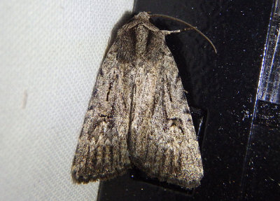 9655.1 - Caradrina beta; Dart Moth species