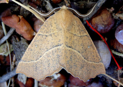 6873 - Caripeta ocellaria; Geometrid Moth species; female