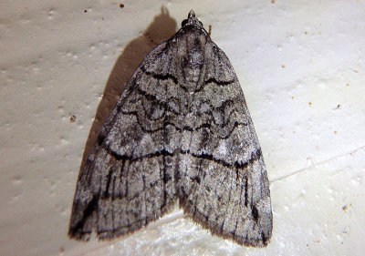 7281 - Carptima hydriomenata; Geometrid Moth species