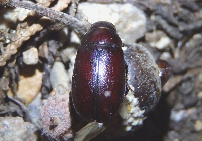 Diplotaxis June Beetle species