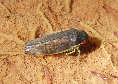 Gypona verticalis; Leafhopper species; male