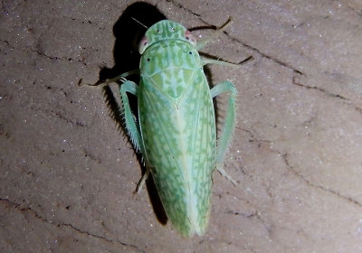 Rugosana Leafhopper species