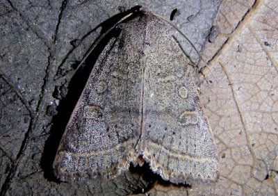 10542 - Homorthodes rectiflava; Dart Moth species